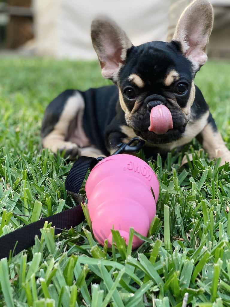 I GOT A DOG! PLUS, WHAT I BOUGHT TO PREPARE FOR MY NEW PUPPY