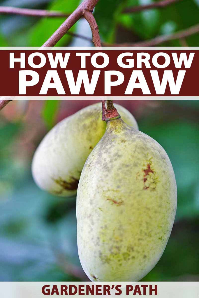 How to Grow and Care for Pawpaw Trees