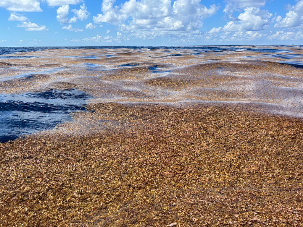 A giant blob of seaweed is headed to Florida and the Caribbean – could it ruin your beach vacation?