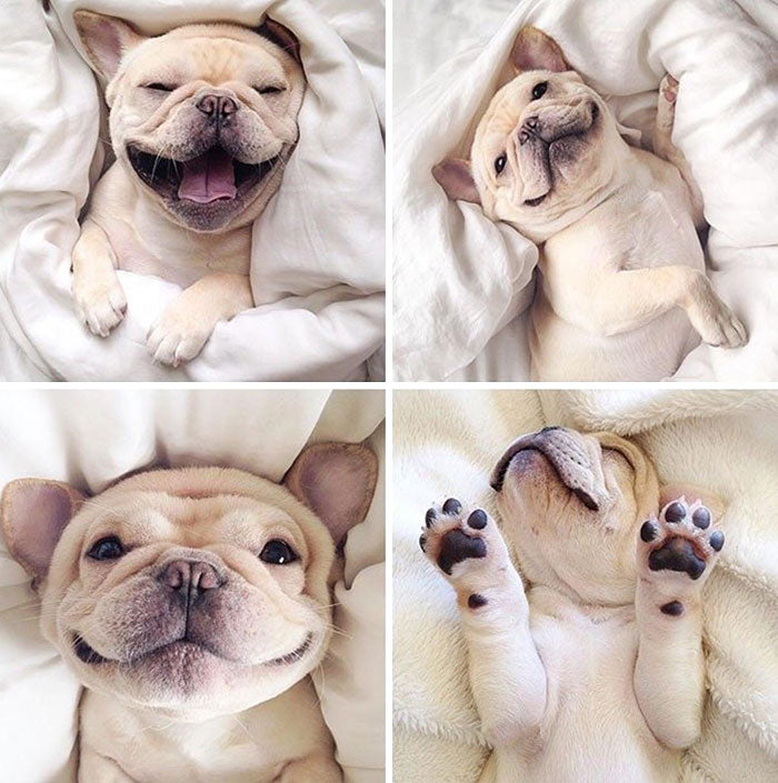 125 Cutest Bulldog Pictures Ever
