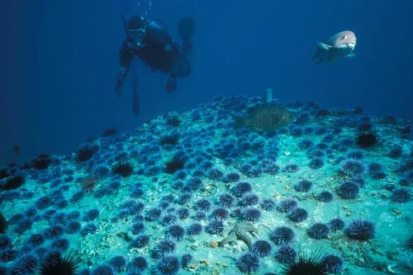 Love Sea Urchin? Heres How To Dive For It